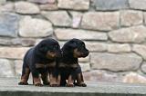 BEAUCERON - PUPPIES 367